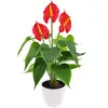 12 big red palms