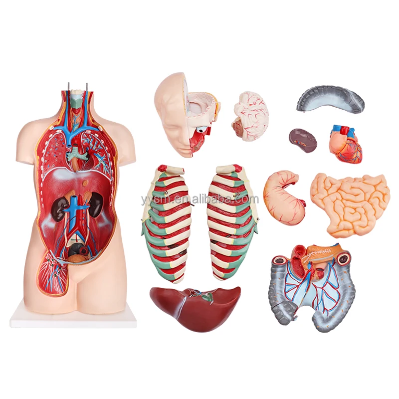 Modèle anatomique d'anatomie du corps du torse humain unisexe