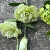 17#  3 teste di platycodon verde