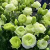 5# Liantus grandiflorum verde