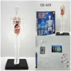 QS-629 modello di busto umano da 35cm con muscolo