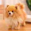 Pomerania marrón