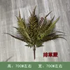 Fern