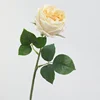 แชมเปญ
