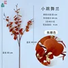 Caramel-colored Dancing Orchid DG