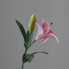 rosa2