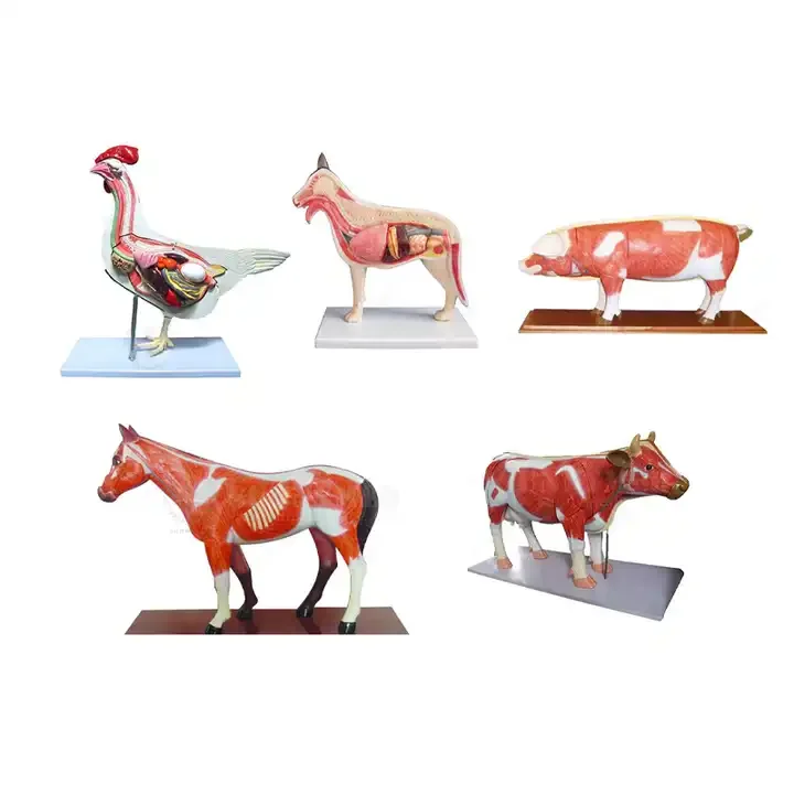 Anatomical Model of Dog, Pig, Sheep, Cow and Rabbit Heart, Liver, Spleen, Lung, Kidney and Blood Vessel Animal Anatomy Model