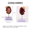 Modèle d'anatomie rénale agrandi 2x