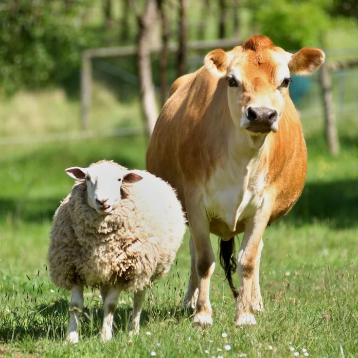 Shop Feed grade antibiotics and antimicrobial agents Clostridium butyricum-Detailed Image 1