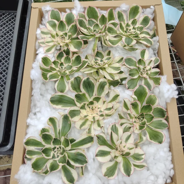 Trays Houseplants Indoor Plants Artificial succulents plants wholesale succulents seedlings tray
