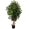 Plante en pot de banian de 1,3 m, pot en plastique