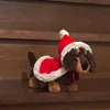 Cape Dachshund (19cm)