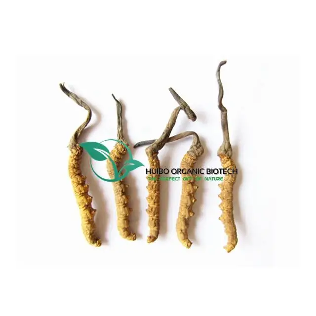 Wild Cordyceps Sinensis Tibet Chong Cao Dong Chong Xia Cao Buy Chong Cao Cordyceps Sinensis Dong Chong Xia Cao Product On Alibaba Com