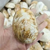 Brown shell fossil