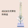 Colonne vertébrale verticale de 45 cm avec bassin