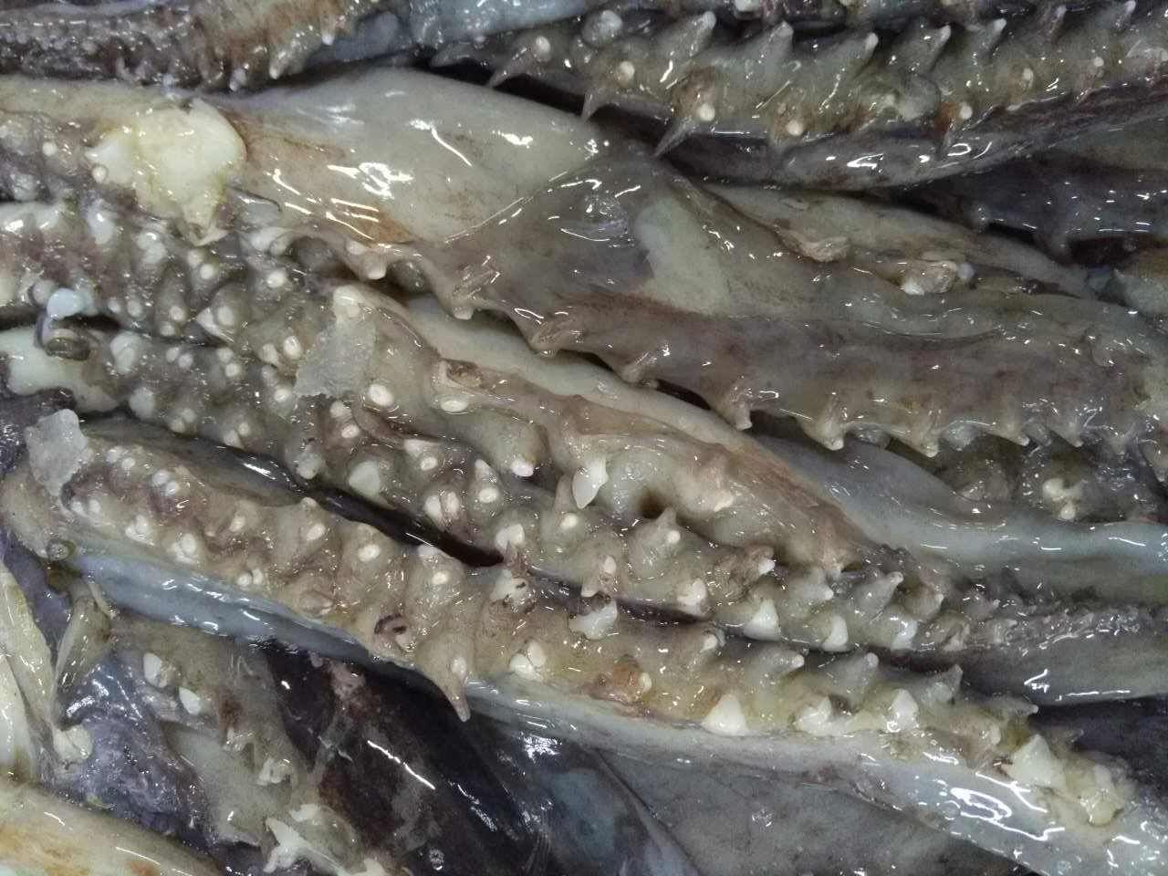 X6625 Frozen Giant Squid Head Manufacturer High Quality Wholesale Tentacles 1kg+