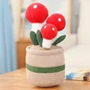 Champignon rouge-25cm-014kg