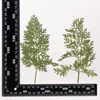 MH715 Carrot leaf Natural green