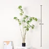 Water Stone Ficus - 160cm