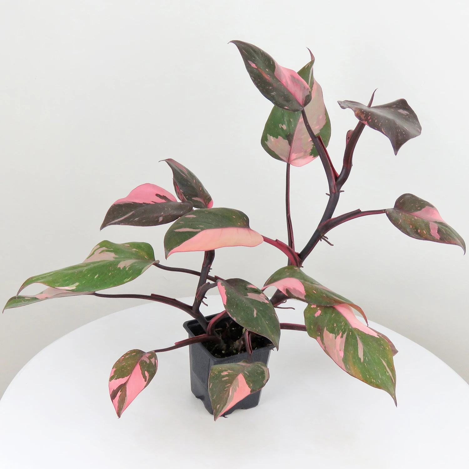 Wholesale Rare Philodendron Pink Princess Tropic Natural Live Plants For Indoor And Outdoor Decor
