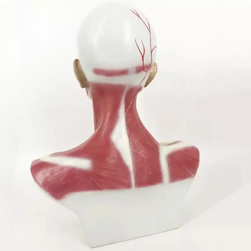 Top Neck Model Without Shell Anatomical Model Of Head And Neck Muscles - Buy Head And Neck Muscle ...