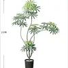 Peacock Wood 2m [Luxury Edition] Black Original Pot