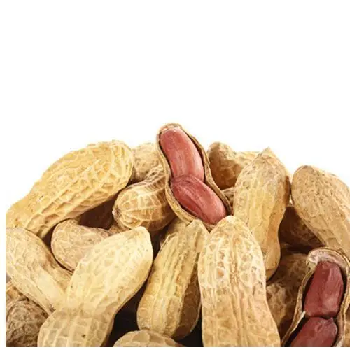 Promotional Various Good Quality in Shell Peanut Bulk Peanuts in Shell Chinese Cheapest Peanut in Shell
