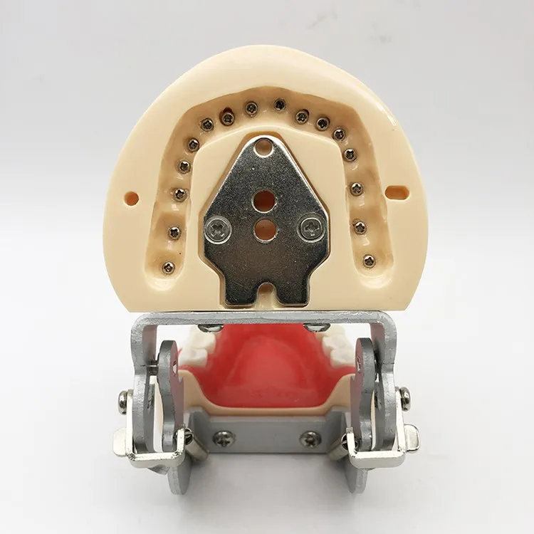 
 Стоматологическая модель 32 задних зубцов модель практики полный рот съемные зубные десны студентов практика задних отверстий  