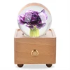 Purple Carnation