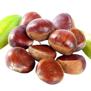 Chestnut And Nuts For Export And First Quality Chestnut From China 