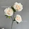 Champagne
