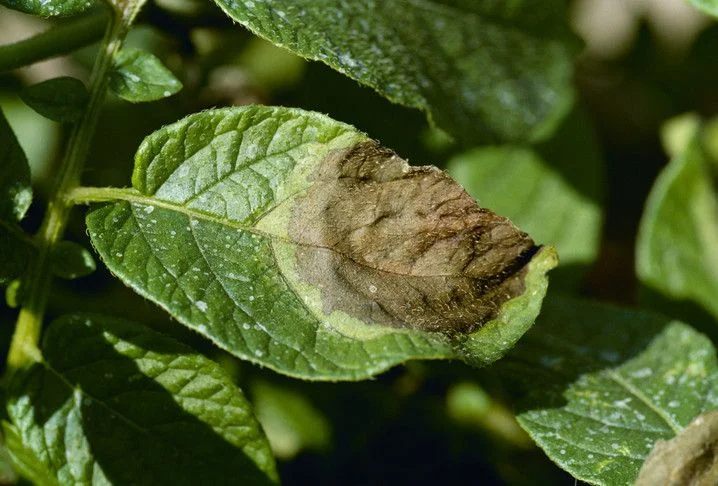Shop Biological Fertilizer Bacillus licheniformis Improve plant disease resistance-Detailed Image 1