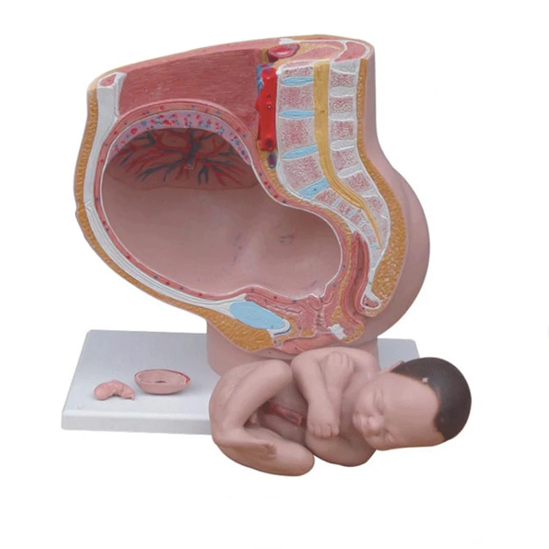 Female Pelvis Anatomy Model Reproductive System Uterus Model for Obstetrics and Gynecology Teaching