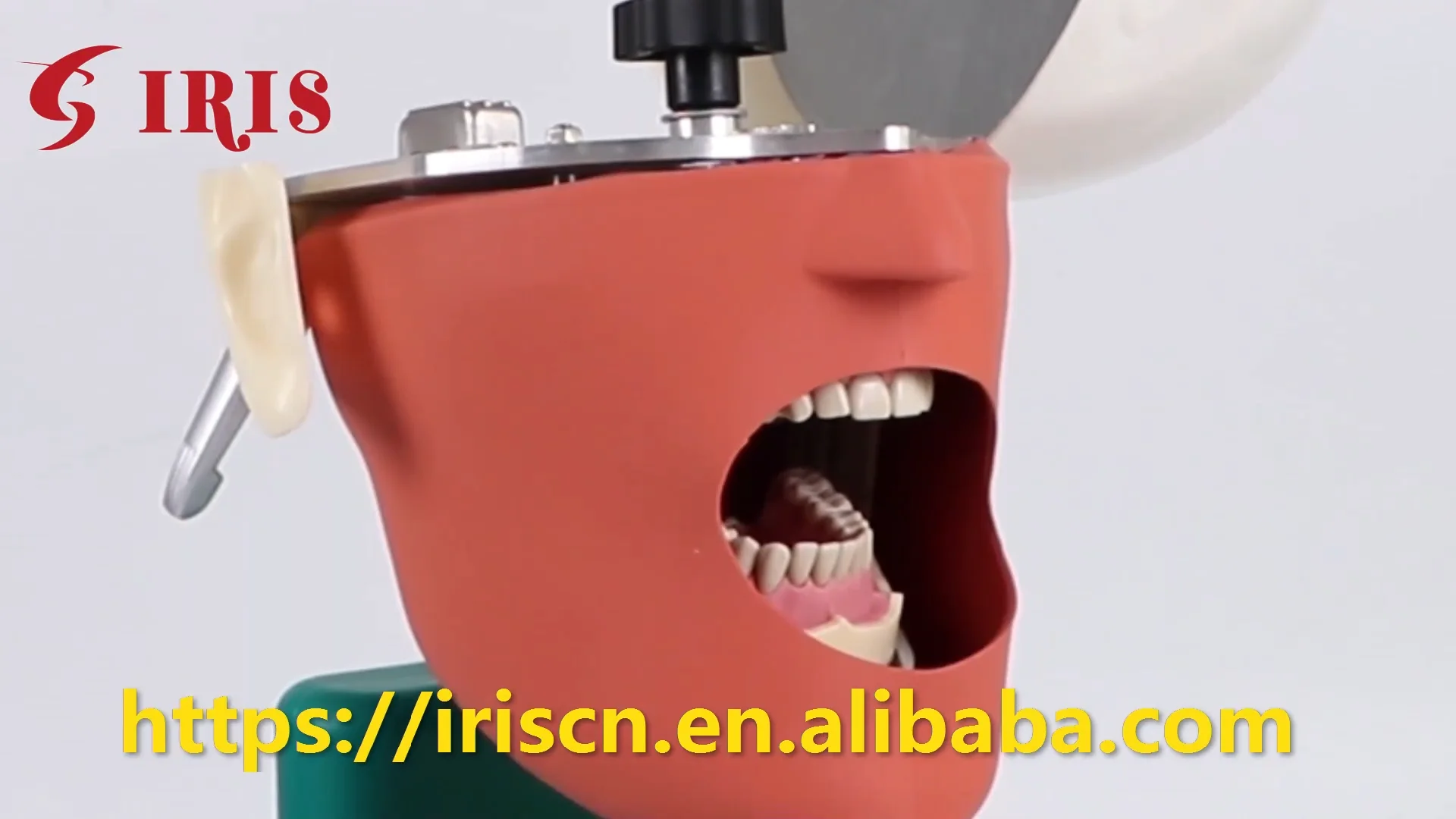 Torse De Mannequin Dentaire Avec Tête Fantôme - Simulateur Pour Formation Et Pratique (éducation) - Marque TJIRIS