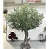 10#(Artificial olive tree deposit)