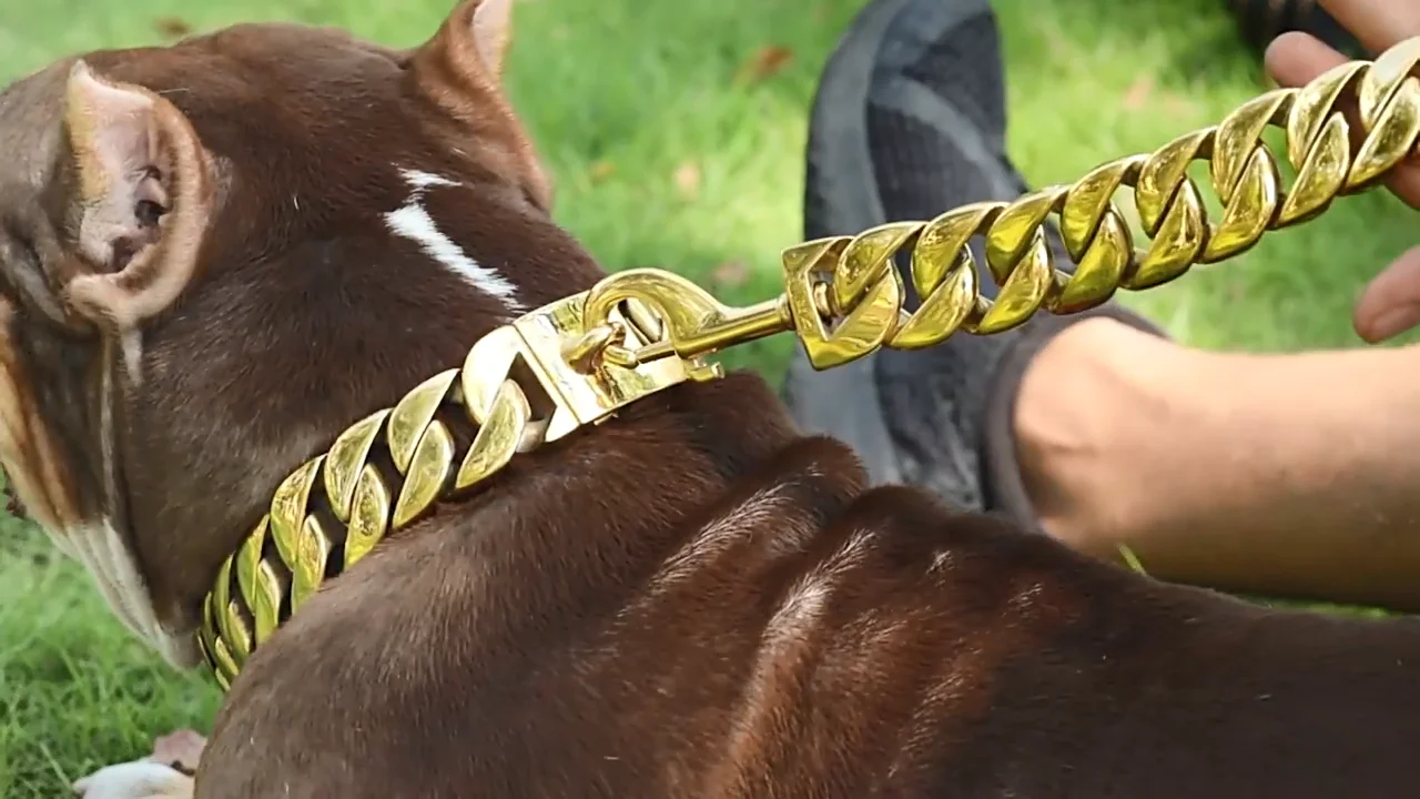 Customized Dog Collar Gold Big Dog Chains Pet Hip Hop Leads Kit Collars Choke Necklace Leash