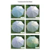 Customized color--translucent polka dot style