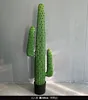 Colonne immortelle Green-Mexico 140cm