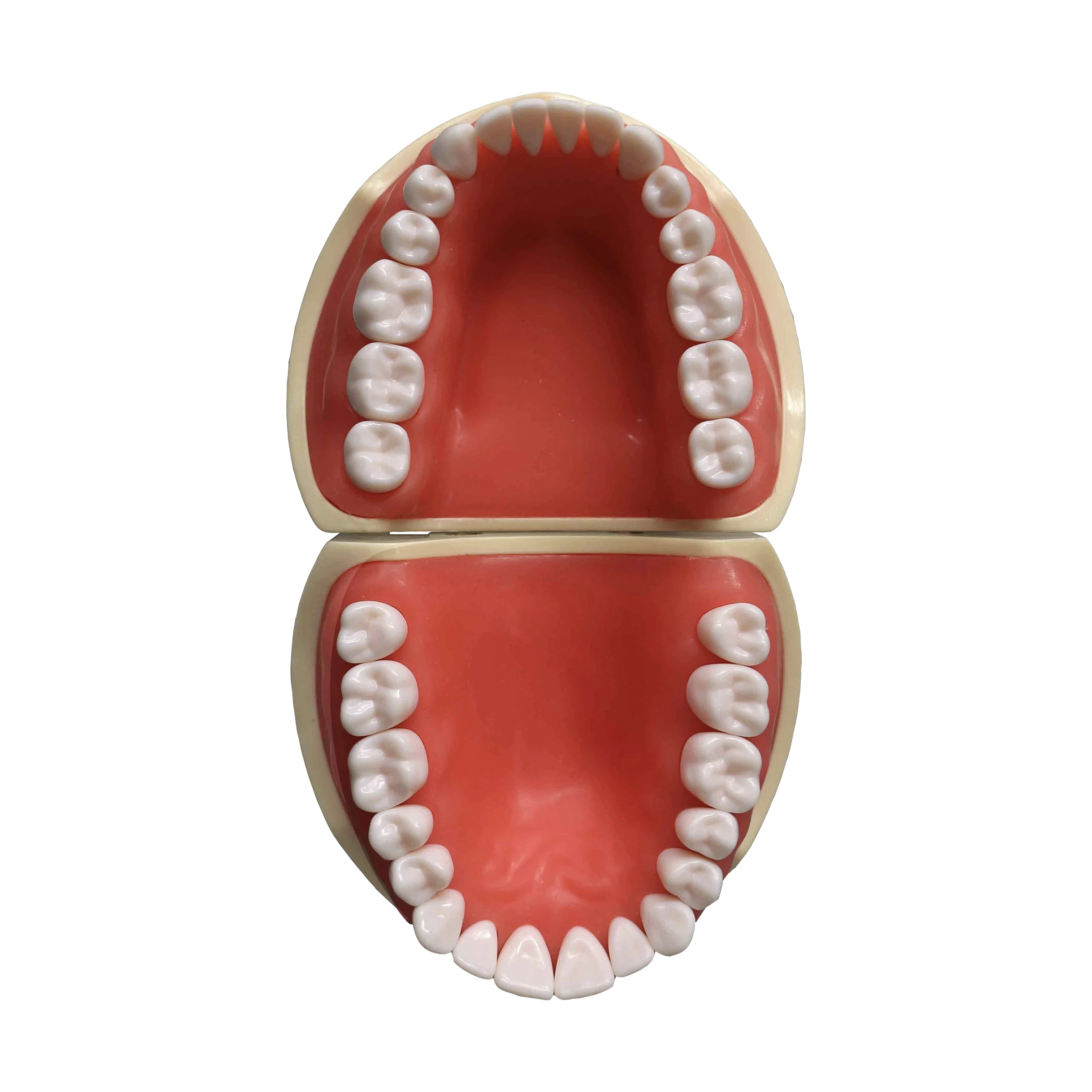Dental Study Model Nissin - Perfect for Tooth Preparation