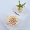 Champagne