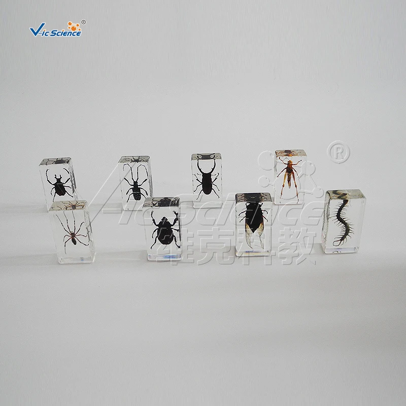 Обучающий образец настоящего насекомого из смолы