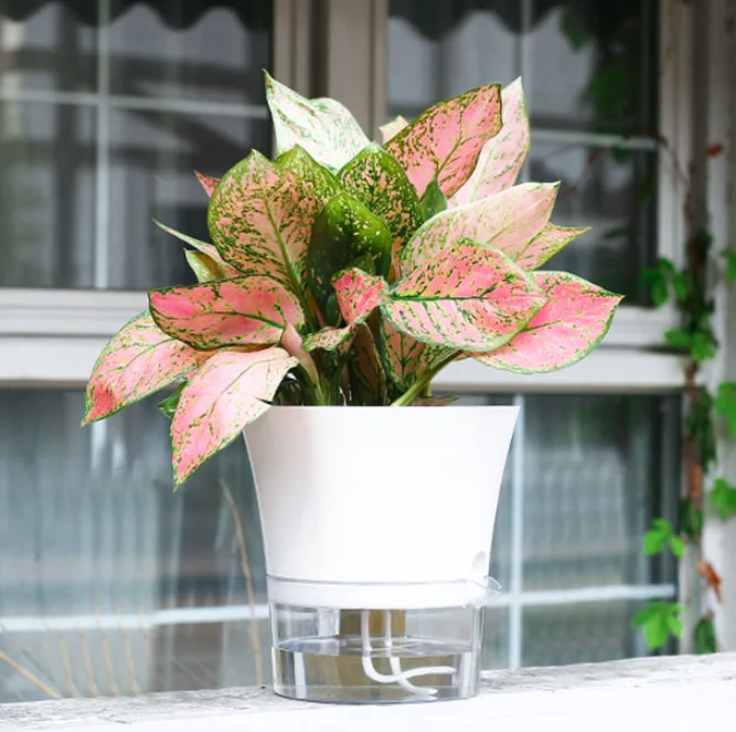 asiatic stargazer lily Fancy Dance Lily main image 0