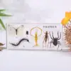 White  Arthropod specimen