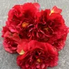 Paquete de 5 cabezas de peonía roja de Luoyang