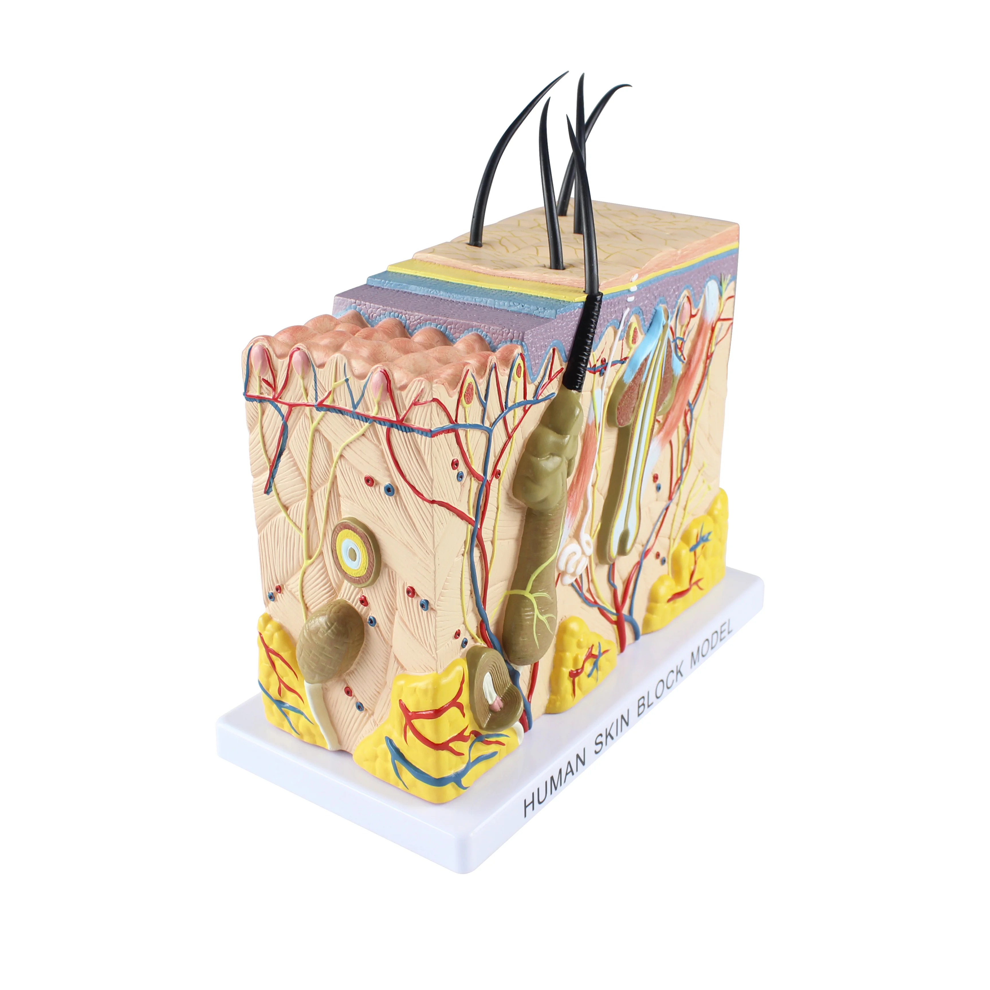 Medical Science Human Skin Section Anatomy Model 70x Skin Enlarged ...