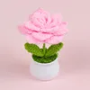 Pointed pink rose potted plant