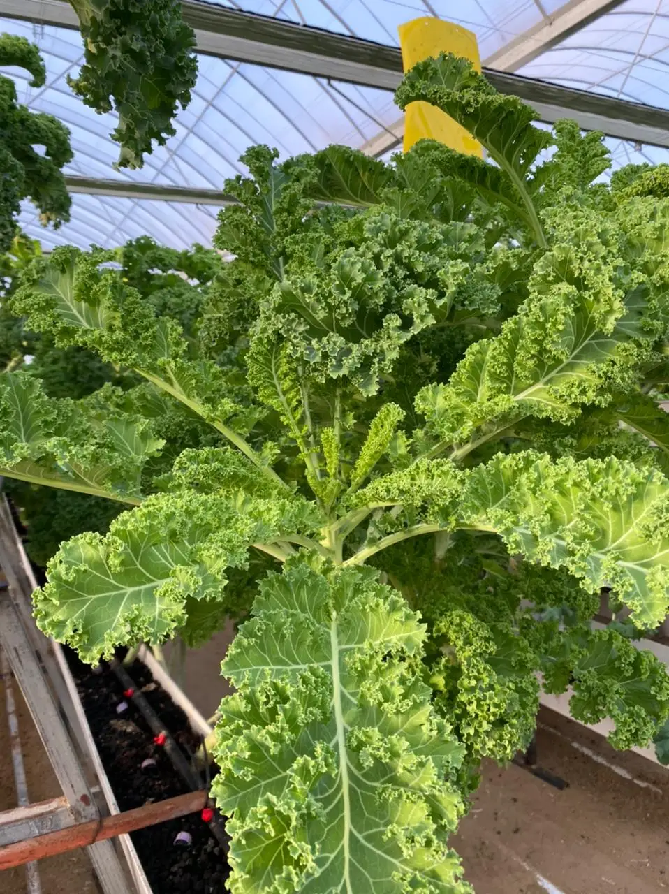 hydroponics growing system