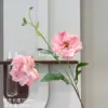 Peonía Yiluo rosa intenso