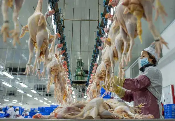 Poultry slaughterhouse for sale halal chicken slaughtering machine