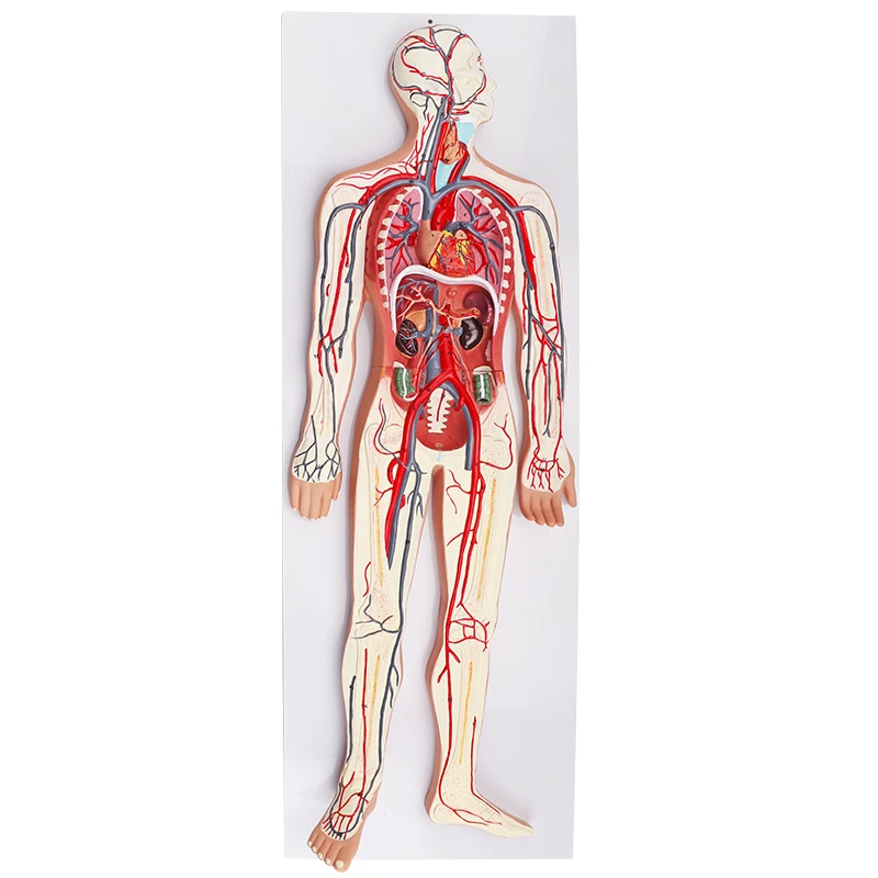 3D Simulator  Circulation Demonstration Anatomy Teaching Medical Human Blood Circulatory System Model